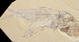 Knightia Fossil Fish Plate #10896-1